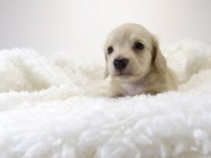 カニンヘン サリー.Tiの赤ちゃん 4/9生まれ ピュアクリーム 男の子2