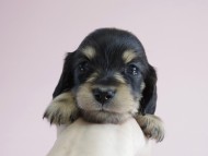 カニヘン 子犬 ブラクリ 男の子 カニヘン 子犬 ブラクリ 男の子