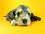 カニヘン　子犬　シェーデットクリーム　女の子