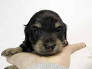 カニンヘン ダックスフンド ブラッククリーム 男の子 オーナーさん募集中