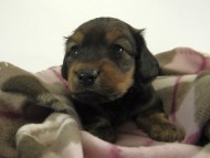 カニンヘン ダックスフンド 子犬 シェーデットレット 男の子 カニンヘン ダックスフンド 子犬 シェーデットレット 男の子