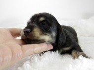 カニンヘン ダックスフンド 子犬 ブラッククリーム 女の子
