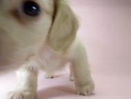 カニンヘン ダックスフンド 子犬 ピュアクリーム 男の子 カニンヘン ダックスフンド 子犬 ピュアクリーム 男の子