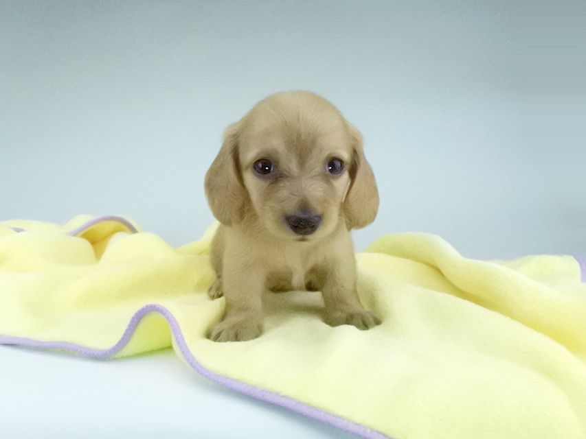 カニンヘンダックスフンド リコ & 竹千代の子犬 イエロー(クリーム) 女の子065 カニンヘンダックスフンド リコ & 竹千代の子犬 イエロー(クリーム) 女の子