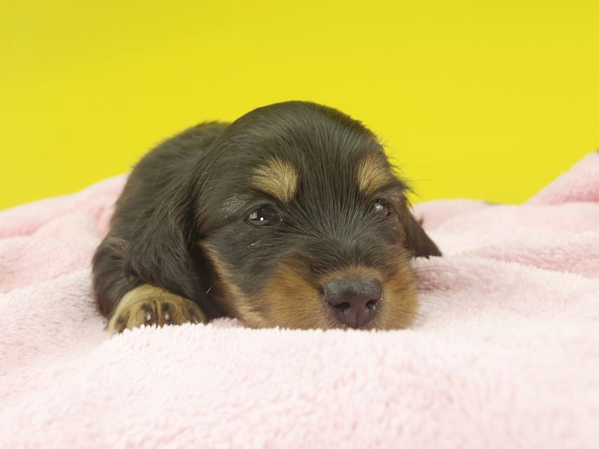 カニンヘンダックスフンド ナンシーcs & ナイトの子犬 ブラタン 女の子（1）