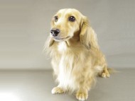 桃花ちゃん ミニチュアダック 桃花ちゃん ミニチュアダック