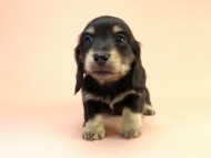 カニンヘーン ダックスフンド 子犬 ブラッククリーム男の子