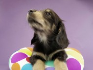 カニンヘン ダックスフンド 子犬 ブラッククリーム 男の子