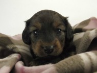 カニンヘン ダックスフンド 子犬 シェーデットレット 男の子 カニンヘン ダックスフンド 子犬 シェーデットレット 男の子