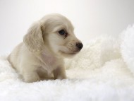 カニンヘン サリー.Tiの赤ちゃん 4/9生まれ ピュアクリーム 男の子2