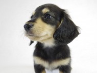 カニヘン 子犬 ブラクリ男の子 カニヘン 子犬 ブラクリ男の子