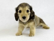 カニヘンダックス　シェーデットクリーム男の子