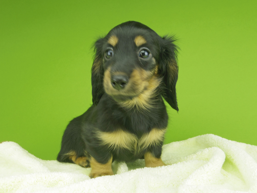 カニンヘンダックスフンド ナンシーcs & ナイトの子犬 ブラタン 女の子（3）