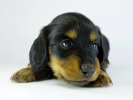 カニンヘンダックス　子犬　ブラタン男の子