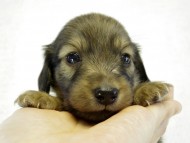 カニヘンダックス　子犬　シェーデットクリーム　男の子