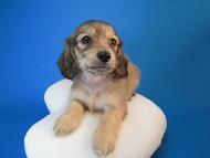 カニヘン 子犬 シェーデットクリーム男の子 カニヘン 子犬 シェーデットクリーム男の子