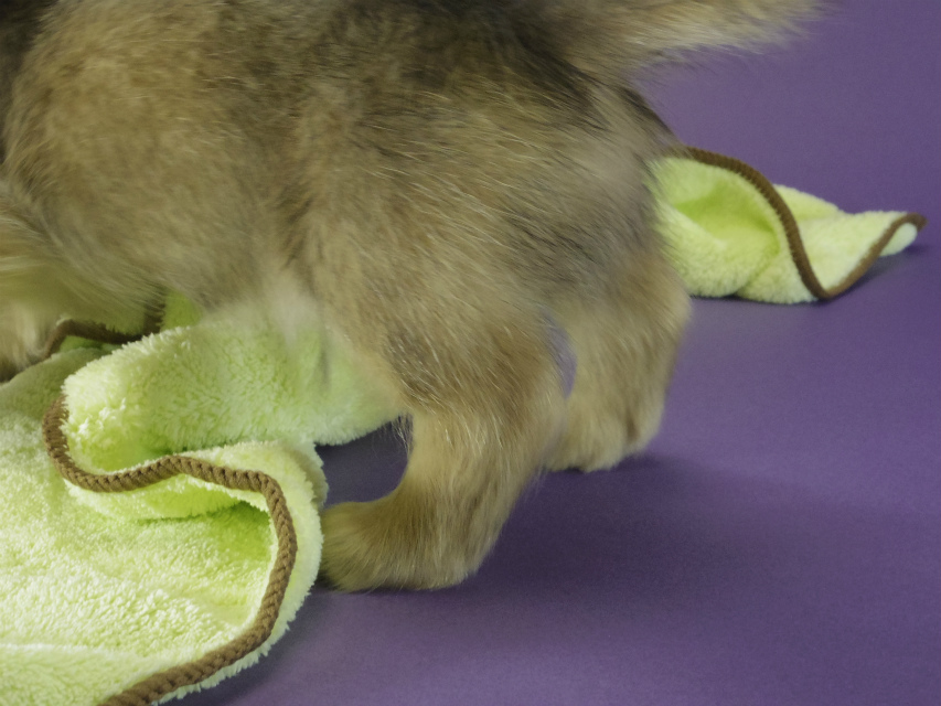 カニヘンダックス 子犬 ブラッククリーム女の子 カニヘンダックス 子犬 ブラッククリーム女の子