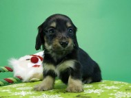 カニヘンダックス 子犬 ブラッククリーム男の子 カニヘンダックス 子犬 ブラッククリーム男の子