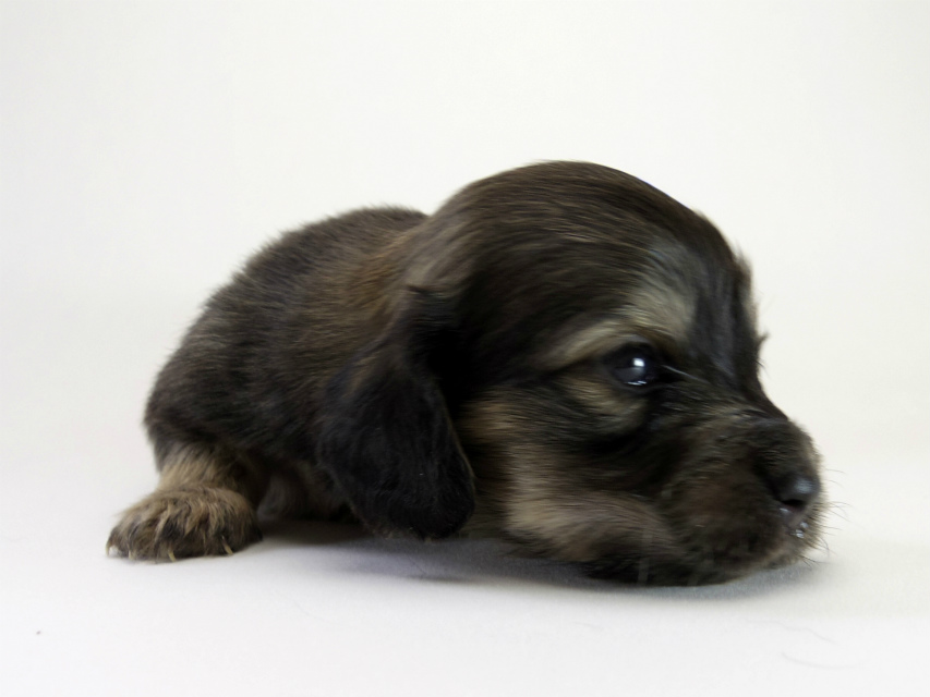 カニンヘン ダックスフンド 子犬 シェーデットクリーム 女の子
