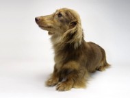 カニンヘン Choco.mi チョコレートタン カニンヘン Choco.mi チョコレートタン