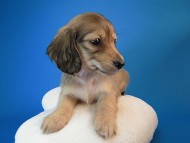 カニヘン　子犬　シェーデットクリーム男の子