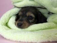 カニンヘン ダックスフンド 子犬 シェーデットレッド 女の子