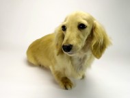 カニンヘンダックスフンド　シェーデットクリーム女の子　エリカ