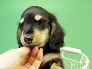 カニンヘンダックス　子犬　ブラック＆クリーム男の子