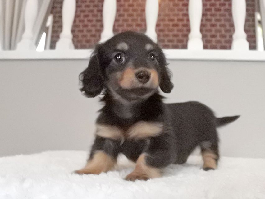 カニンヘンダックスフンド ラムネkk & 朝日の子犬 ブラタン 女の子068 カニンヘンダックスフンド ラムネkk & 朝日の子犬 ブラタン 女の子