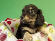 カニンヘン ダックスフンド ブラッククリーム男の子