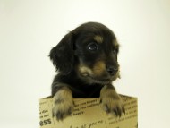 カニンヘン ダックスフンド 子犬 ブラッククリーム 男の子