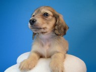 カニヘン 子犬 シェーデットクリーム男の子 カニヘン 子犬 シェーデットクリーム男の子