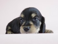 カニヘン 子犬 ブラクリ 男の子 カニヘン 子犬 ブラクリ 男の子