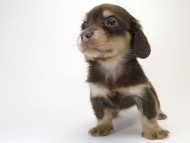 カニンヘン ダックスフンド 子犬 チョコ＆クリーム 女の子