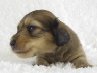 カニンヘン　子犬　シェーデットクリーム男の子