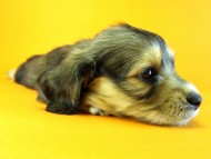 カニヘン 子犬 シェーデットクリーム 女の子 カニヘン 子犬 シェーデットクリーム 女の子