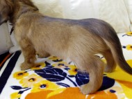 カニヘンダックス　シェーデットレット　男の子