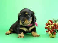 カニヘンダックス　子犬　ブラックタン女の子