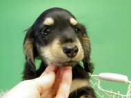 カニンヘンダックス　子犬　ブラック＆クリーム男の子