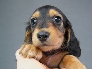 カニヘン　子犬　ブラタン女の子