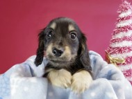 カニヘン ダックスフンド 子犬 ブラッククリーム男の子 カニヘン ダックスフンド 子犬 ブラッククリーム男の子