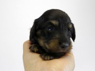 カニンヘン ダックスフンド 子犬 ブラッククリーム 男の子 カニンヘン ダックスフンド 子犬 ブラッククリーム 男の子