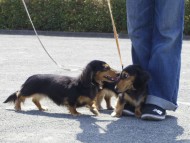 カニンヘン　ダックスフンド　ブラックタン　女の子