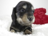 カニンヘン ダックスフンド 子犬 ブラッククリーム 男の子 カニンヘン ダックスフンド 子犬 ブラッククリーム 男の子