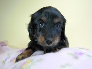 カニヘン 子犬 ブラタン女の子 カニヘン 子犬 ブラタン女の子