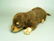 カニンヘンダックスフンド　チョコクリーム　子犬　男の子♪