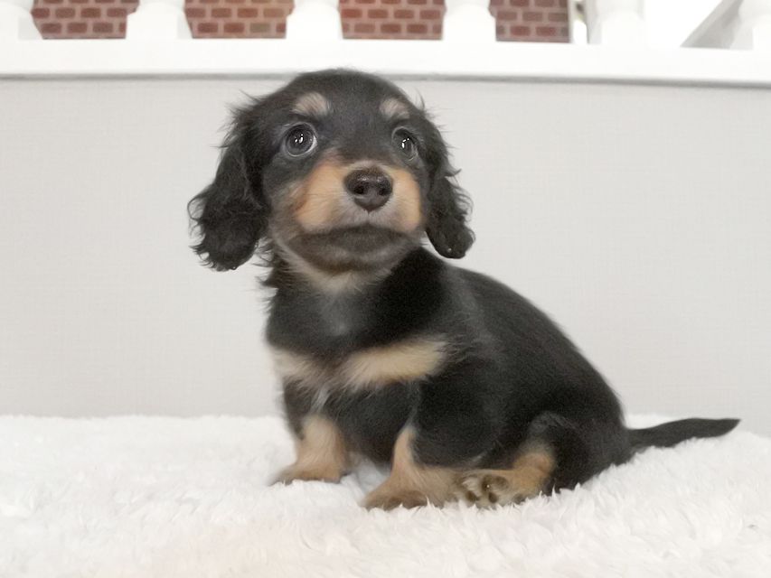 カニンヘンダックスフンド ラムネkk & 朝日の子犬 ブラタン 女の子071 カニンヘンダックスフンド ラムネkk & 朝日の子犬 ブラタン 女の子