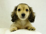 カニヘンダックス シェーデットクリーム 男の子 カニヘンダックス シェーデットクリーム 男の子