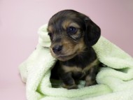 カニンヘン ダックスフンド 子犬 シェーデットレッド 女の子