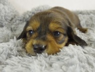 ミニチュワ　子犬　レット男の子